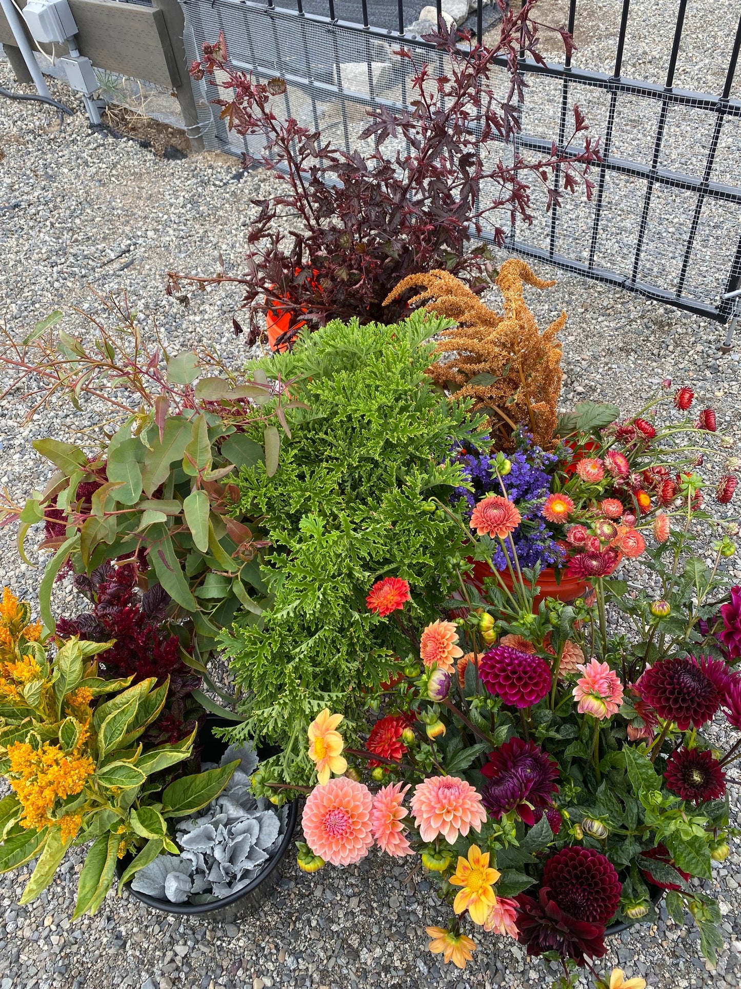 Bucket of Blooms